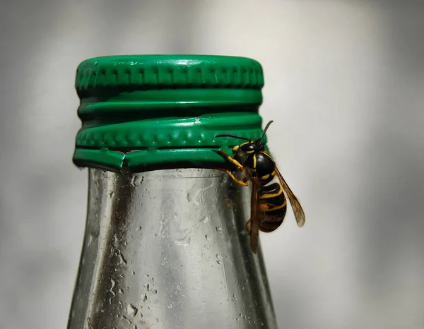 Nahaufnahme Von Insekten Der Natur — Stockfoto