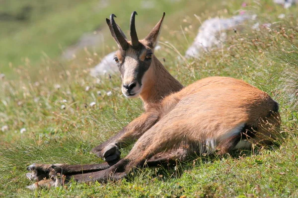 Chamois Pod Hukupem — Stock fotografie