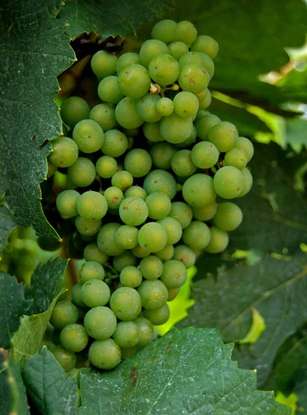 Trauben Süße Fruchtbeeren — Stockfoto