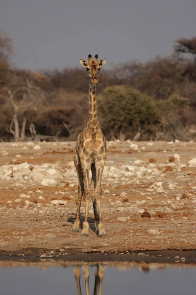 Zürafa Hayvan Vahşi Yaşam Doğa Faunası — Stok fotoğraf