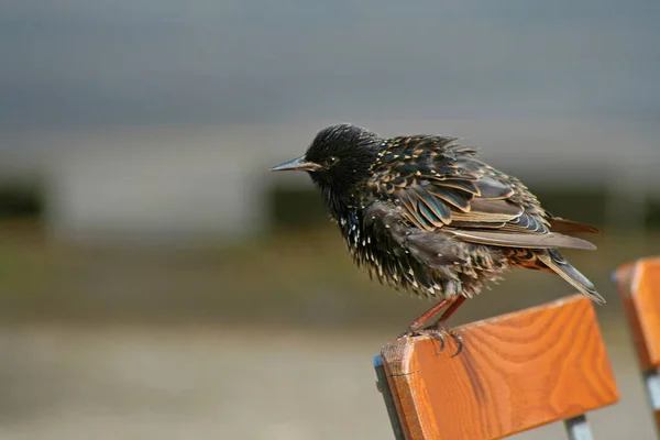 Aussichtsreiche Aussicht Auf Schöne Vögel Der Natur — Stockfoto