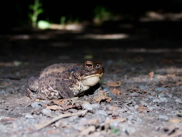 Crapaud Reptile Grenouille Amphibien Animal — Photo