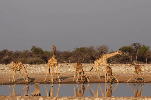 萨凡纳长颈鹿动物 高大长颈鹿 — 图库照片