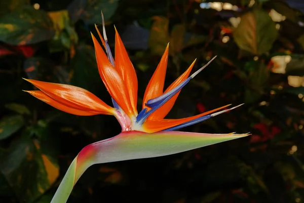 Flor Laranja Strelitzia Planta Perene — Fotografia de Stock