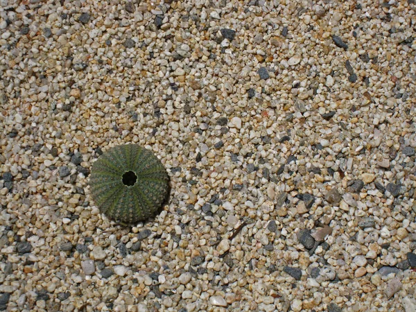 Mořské Mušle Pláži — Stock fotografie