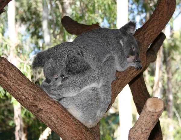 Koala Erdőben — Stock Fotó
