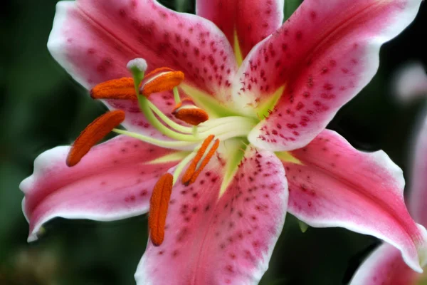 Krásná Botanická Flóra Okvětní Lístky Lily — Stock fotografie