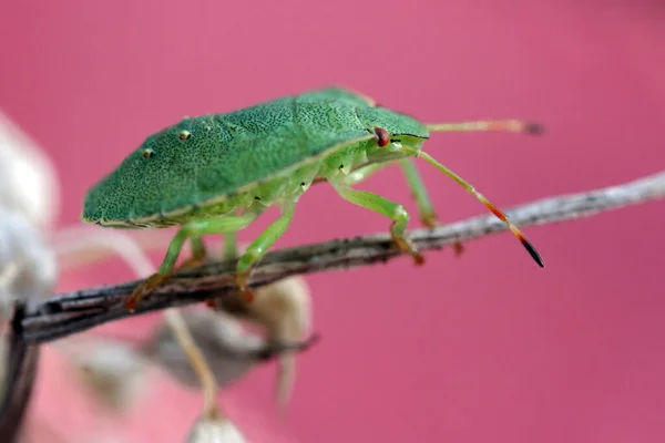 Larva Green Stinkbug — Stock fotografie
