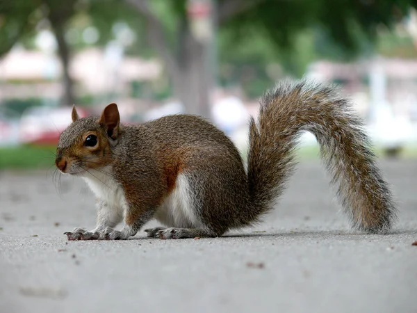 Squirrel Animal Funny Rodent — Stock Photo, Image