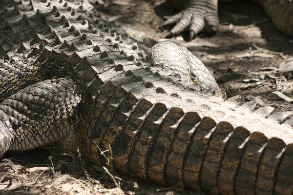 Close Lizard Habitat Wildness Concept — Stock Photo, Image