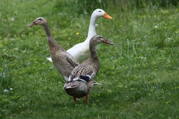 Festői Kilátás Gyönyörű Madár Természetben — Stock Fotó