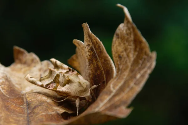 Close Bug Natureza Selvagem — Fotografia de Stock