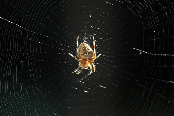 Doğadaki Böceğin Yakın Görüntüsü — Stok fotoğraf