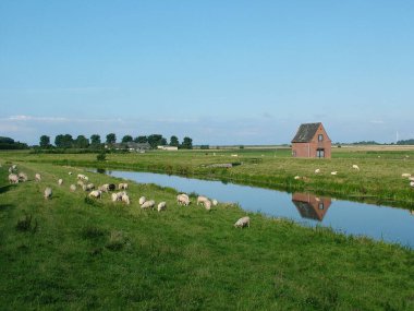 Sheep idyll in North Frisia clipart