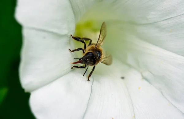 Pszczoła Wciągarce Lejowej — Zdjęcie stockowe