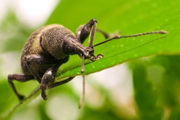 Vista Cerca Los Insectos Naturaleza — Foto de Stock