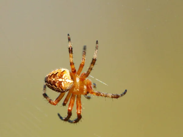 Kruisspin Griezelig Spinneninsect — Stockfoto