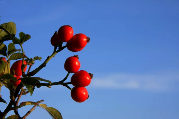 Rosa Canina Bacche Rosse — Foto Stock