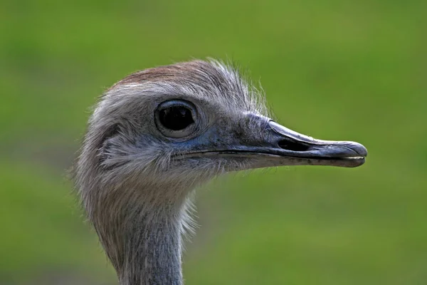 ダチョウの鳥野生生物 — ストック写真