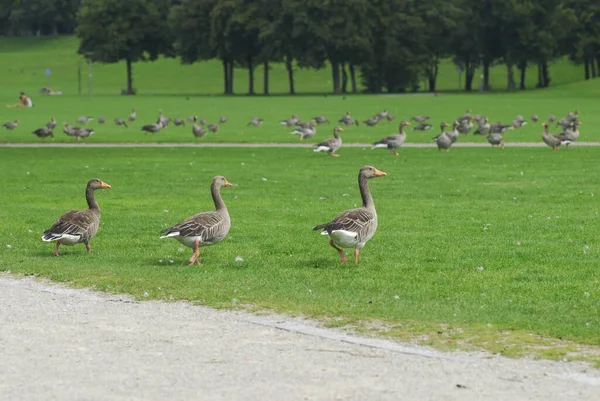 Goose March — Stock fotografie