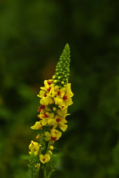 Krásný Botanický Záběr Přírodní Tapety — Stock fotografie