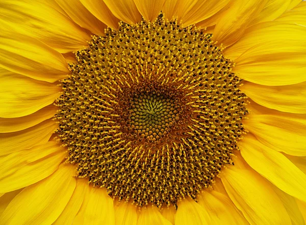 Sluiten Van Een Zonnebloem — Stockfoto