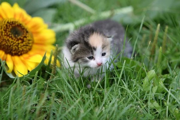 Gato Doméstico Animal Compañía — Foto de Stock