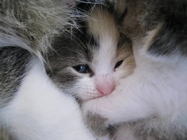 Porträtt Söt Katt — Stockfoto