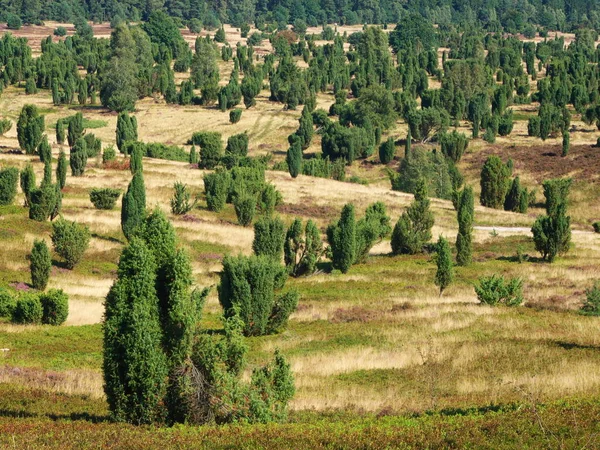Landschaft Mit Grünen Wiesen Und Hügeln — Stockfoto
