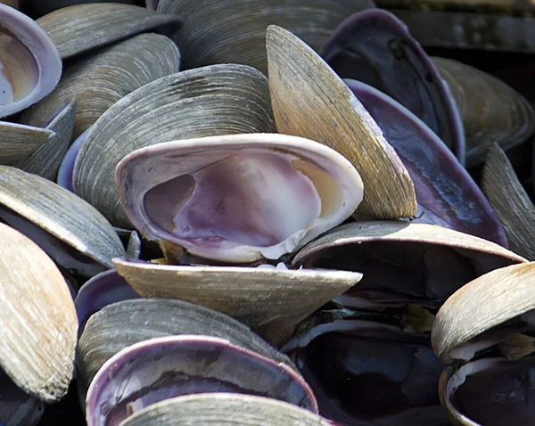 Marine Seashells Sea Shell — Stock Photo, Image