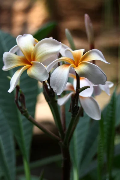 Flowers Temple Tree — Stock Photo, Image