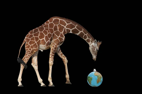 Giraffe Animal Photo Nature Wildlife Fauna — Stock Photo, Image