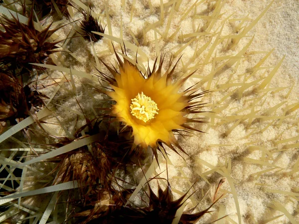 花とゴールドボールサボテン — ストック写真