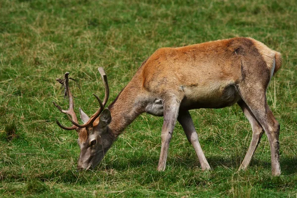 Jelení Zvěř Příroda Fauna — Stock fotografie