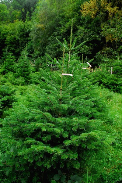 Árvore Natal Decoração Férias — Fotografia de Stock
