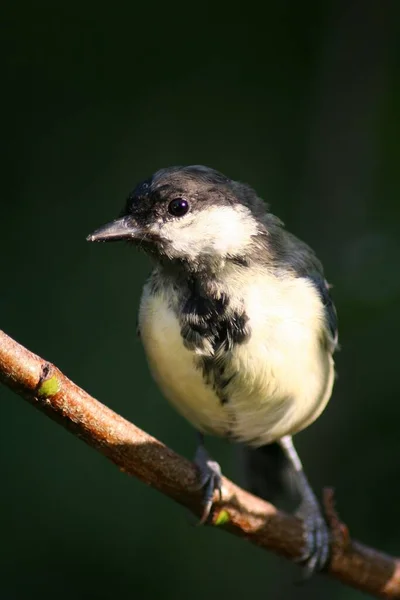 Schilderachtig Uitzicht Prachtige Vogel Natuur — Stockfoto