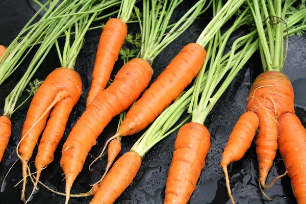 Καρότα Λαχανικά Τρόφιμα — Φωτογραφία Αρχείου