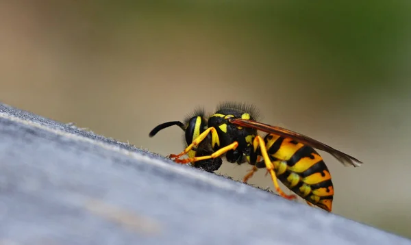 Närbild Insekter Naturen — Stockfoto
