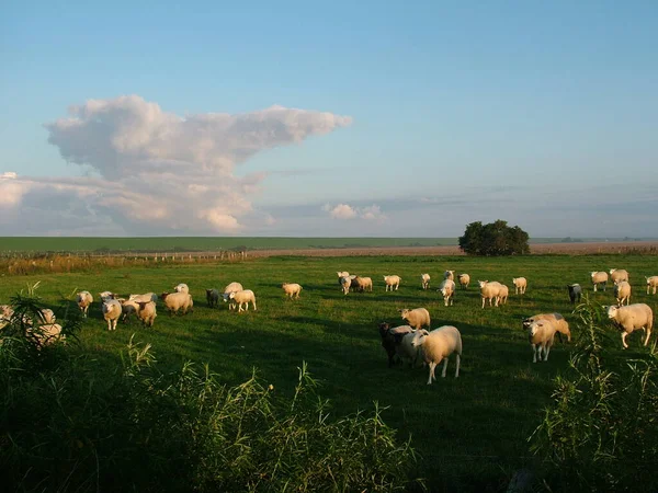 Domestic Sheep Pasture — Stock Photo, Image