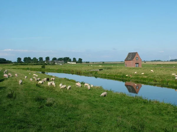 Πρόβατα Idyll Στη Βόρεια Frisia — Φωτογραφία Αρχείου