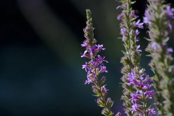 Close Van Een Paarse Bloem Tuin — Stockfoto