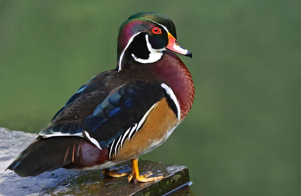 Bird Watching Uccello Carino Natura Selvaggia — Foto Stock