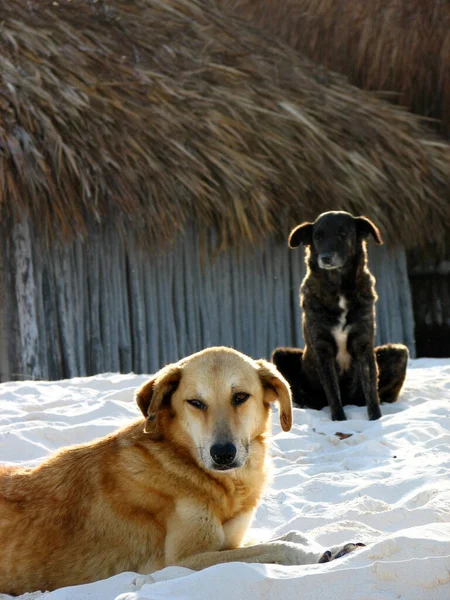 Visão Cênica Cão Cachorrinho Bonito — Fotografia de Stock