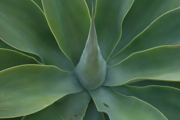 Mooi Botanisch Schot Natuurlijk Behang — Stockfoto