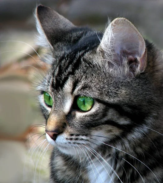 Portrait Cute Cat — Stock Photo, Image