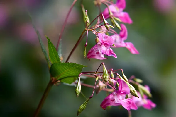 Bel Colpo Botanico Carta Parati Naturale — Foto Stock