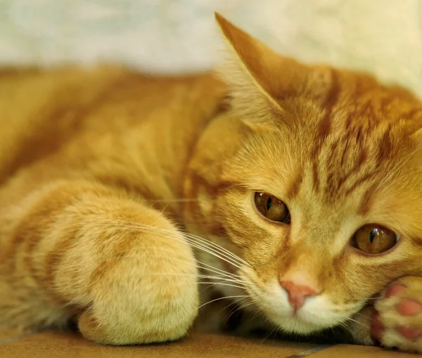 Portret Van Een Schattige Kat — Stockfoto