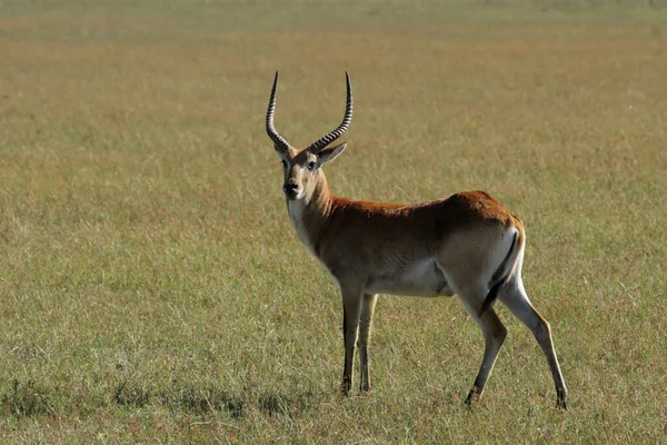 博茨瓦纳奥卡万戈三角洲的Red Lechwe — 图库照片