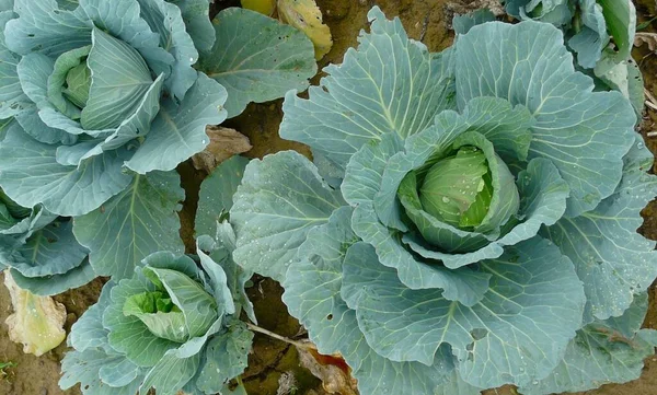 Légumes Choux Aliments Végétaux — Photo