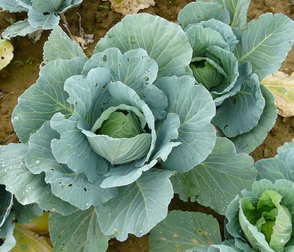 キャベツ野菜 植物性食品 — ストック写真